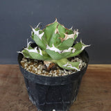 【DRAGON AGAVE】アガベ 皮卡丘 EC1249