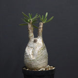 P.グラキリス A34