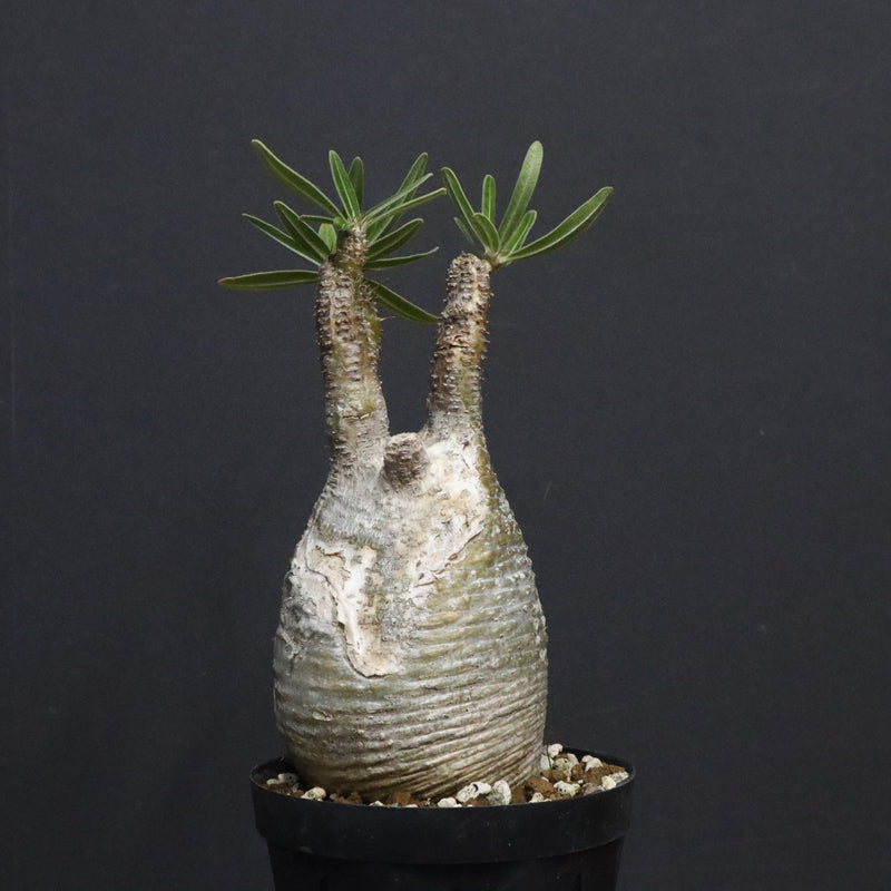 P.グラキリス A34