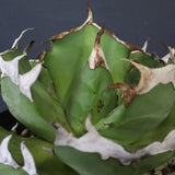 【DRAGON AGAVE】アガベ 皮卡丘 EC1249