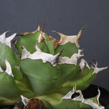 【DRAGON AGAVE】アガベ 皮卡丘 EC1249