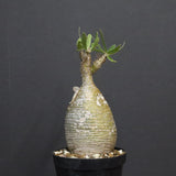 P.グラキリス A34