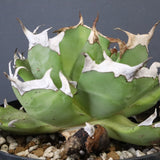 【DRAGON AGAVE】アガベ 皮卡丘 EC1249