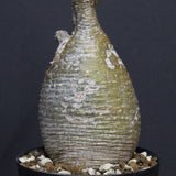 P.グラキリス A34