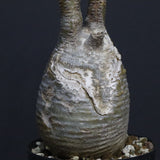 P.グラキリス A34