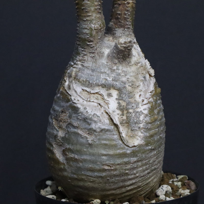 P.グラキリス A34