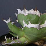 【DRAGON AGAVE】アガベ 皮卡丘 EC1249