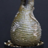 P.グラキリス A34