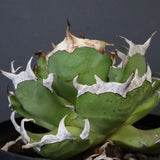 【DRAGON AGAVE】アガベ 皮卡丘 EC1249