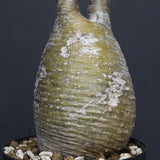 P.グラキリス A34