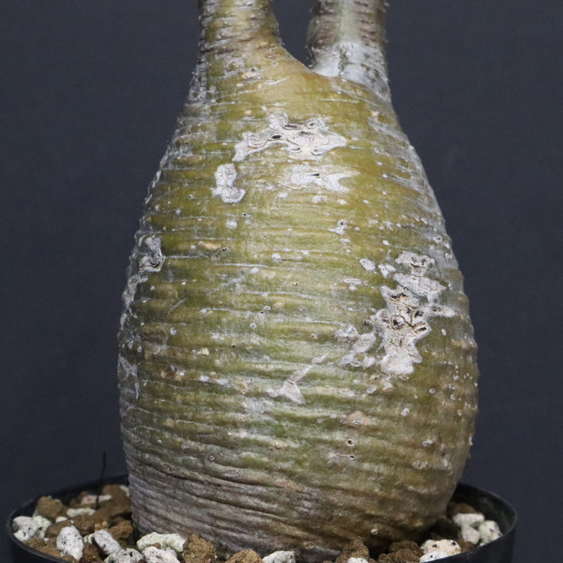 P.グラキリス A34