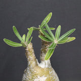 P.グラキリス A34