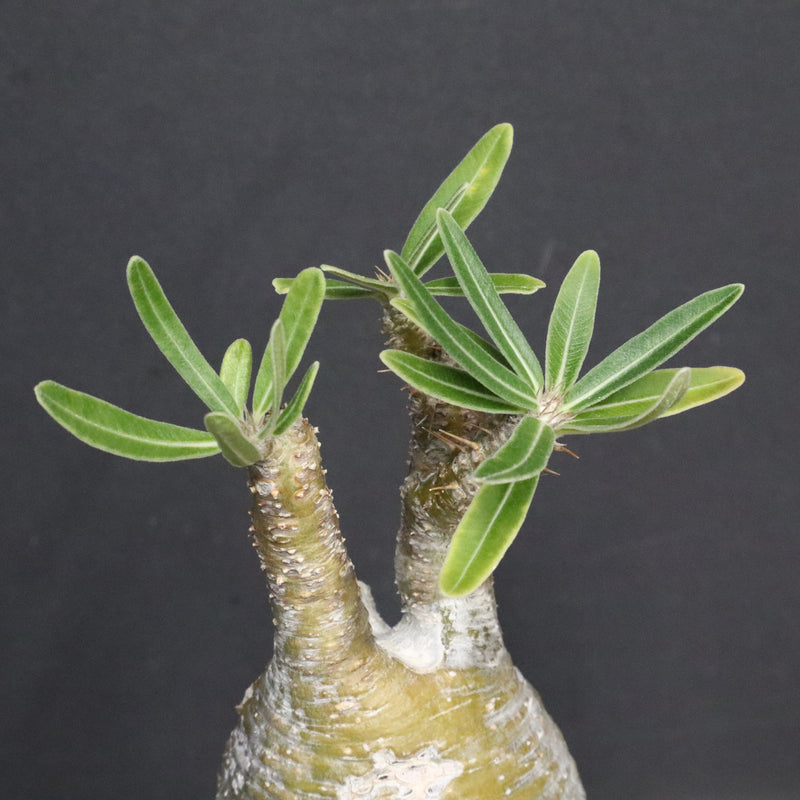 P.グラキリス A34