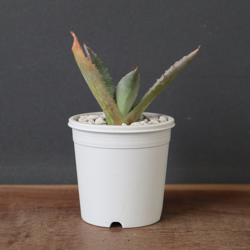 アガベ 特白肌怒雷神×血妖 EC1796 – TaiShoDo ONLINE SHOP