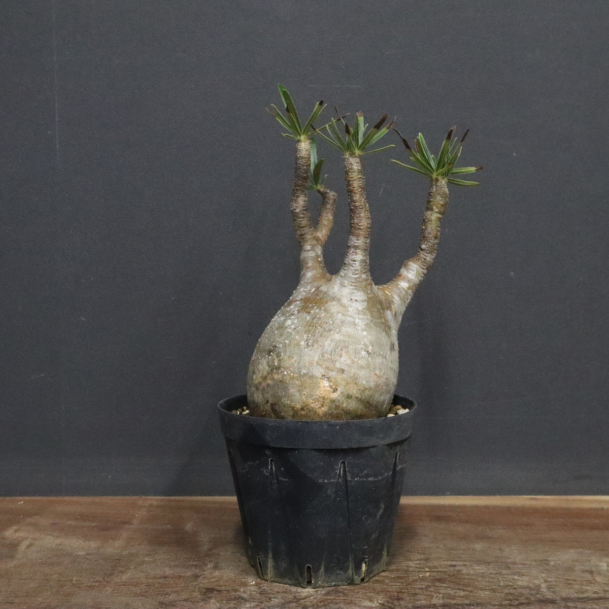 塊根植物 グラキリス 塊根植物 – 「