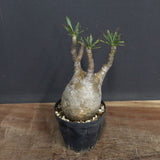 P.グラキリス B16