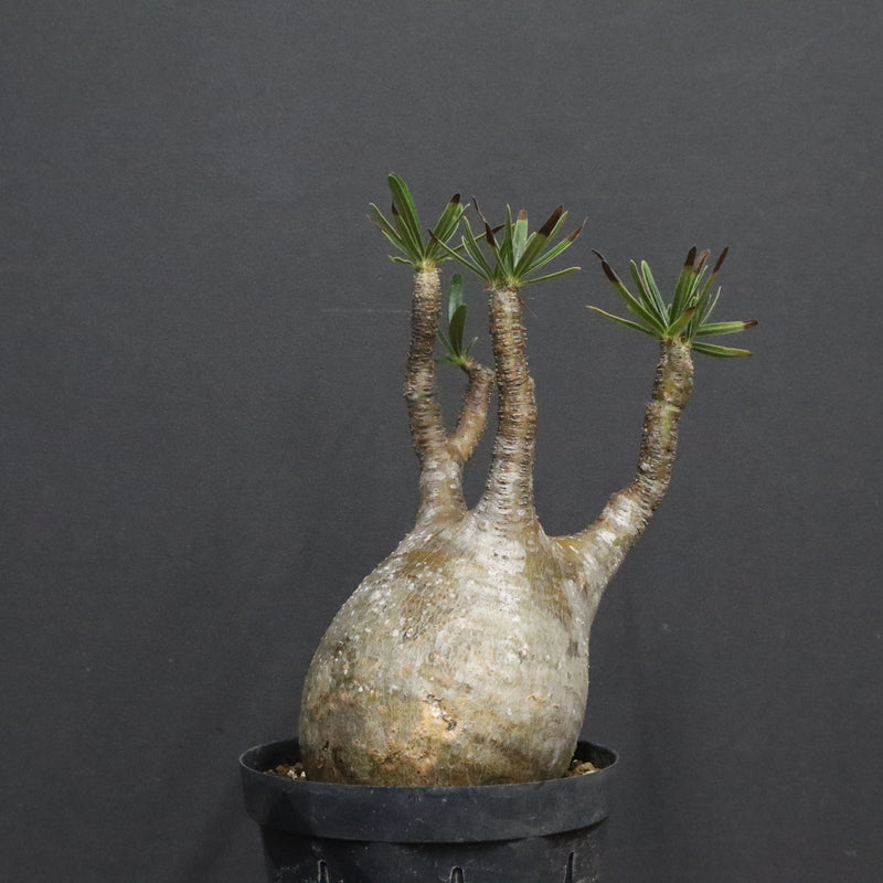 P.グラキリス B16