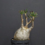 P.グラキリス B16