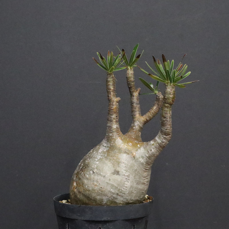 P.グラキリス B16