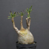 P.グラキリス B16