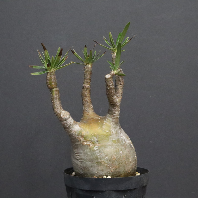 P.グラキリス B16