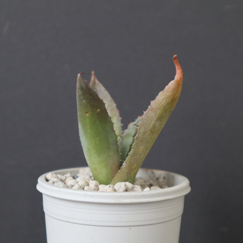 アガベ 特白肌怒雷神×血妖 EC1796 – TaiShoDo ONLINE SHOP