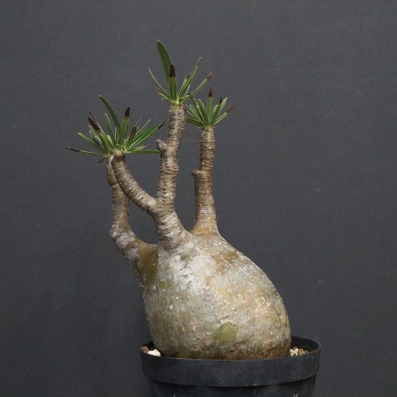 P.グラキリス B16