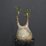 P.グラキリス B16