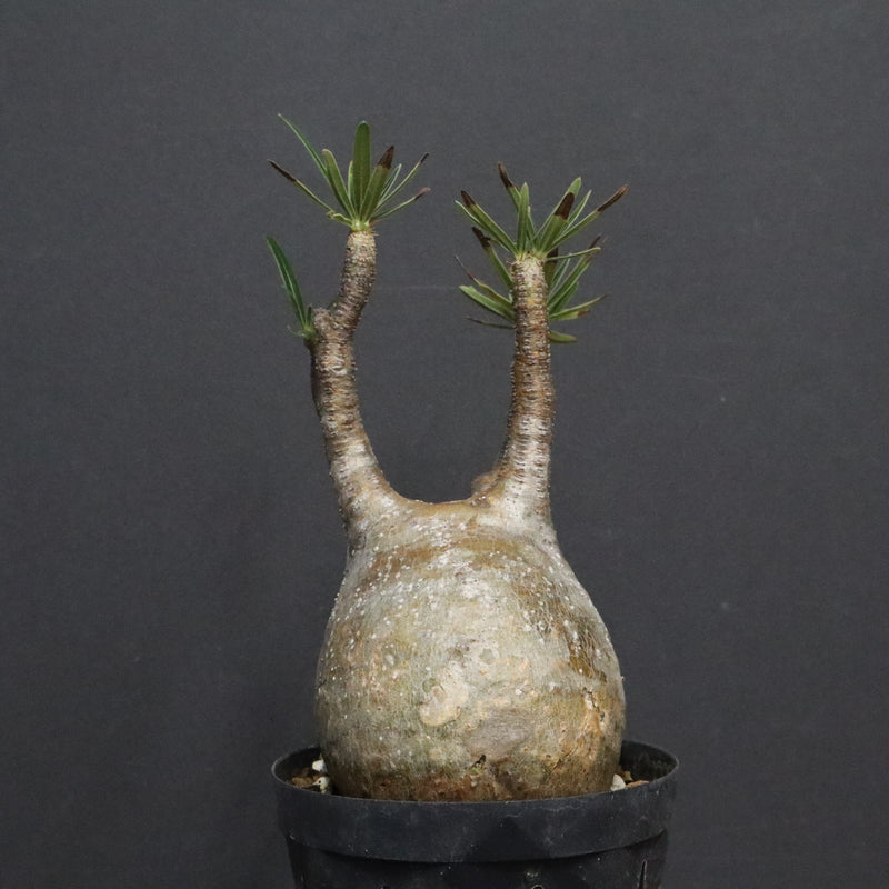 P.グラキリス B16