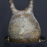 P.グラキリス B16