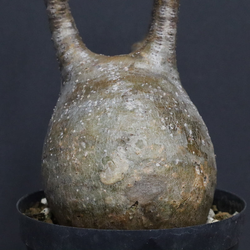 P.グラキリス B16