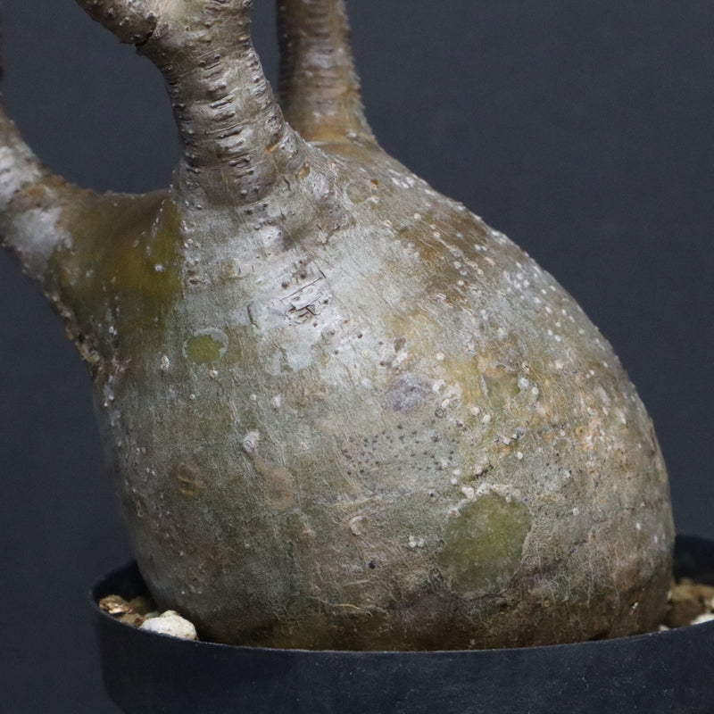 P.グラキリス B16