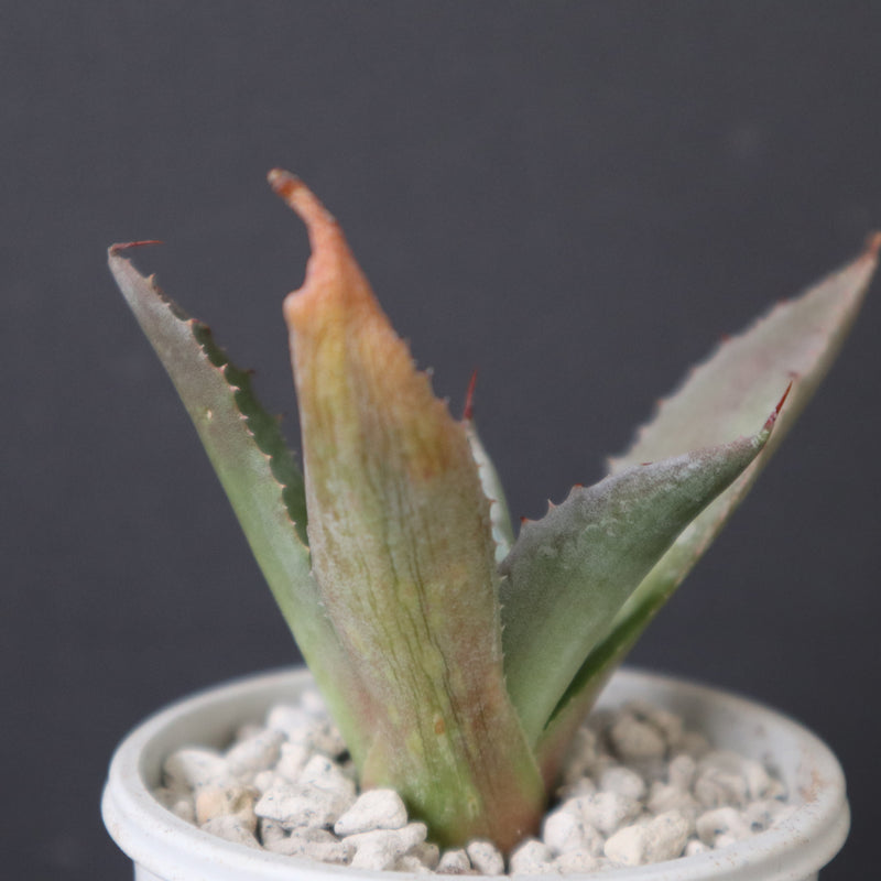 アガベ 特白肌怒雷神×血妖 EC1796 – TaiShoDo ONLINE SHOP