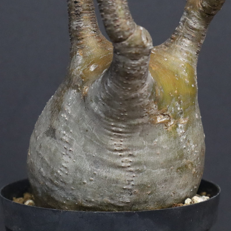 P.グラキリス B16