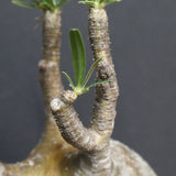 P.グラキリス B16