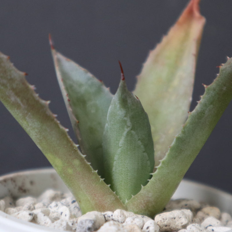 アガベ 特白肌怒雷神×血妖 EC1796 – TaiShoDo ONLINE SHOP