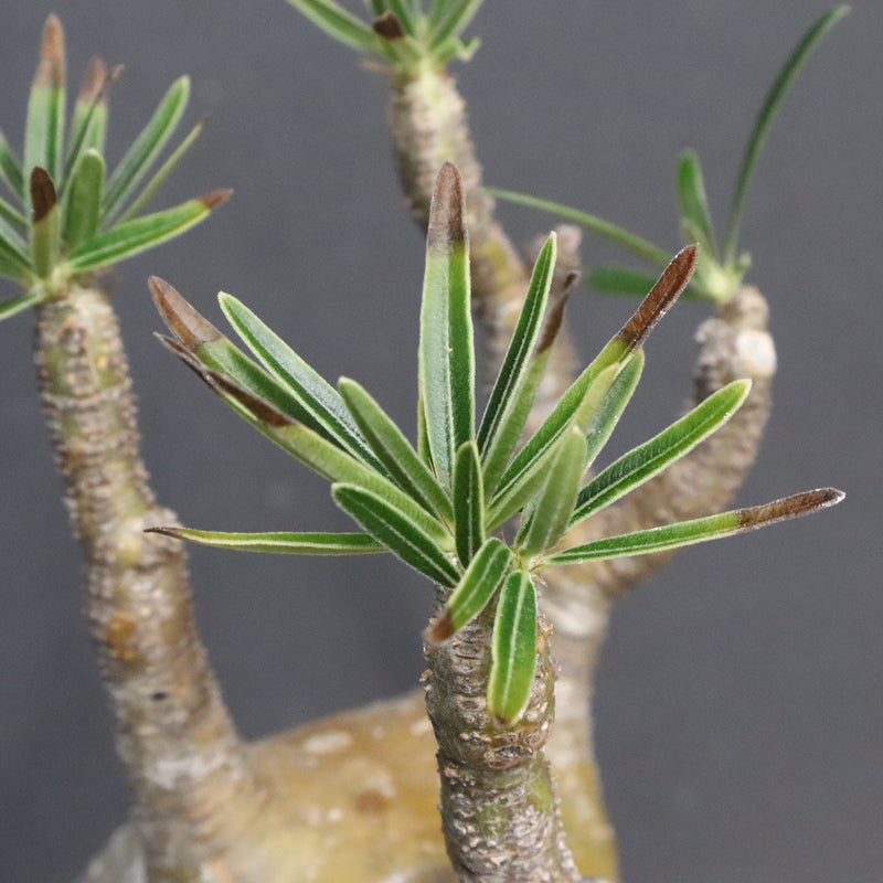 P.グラキリス B16