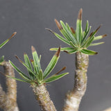 P.グラキリス B16