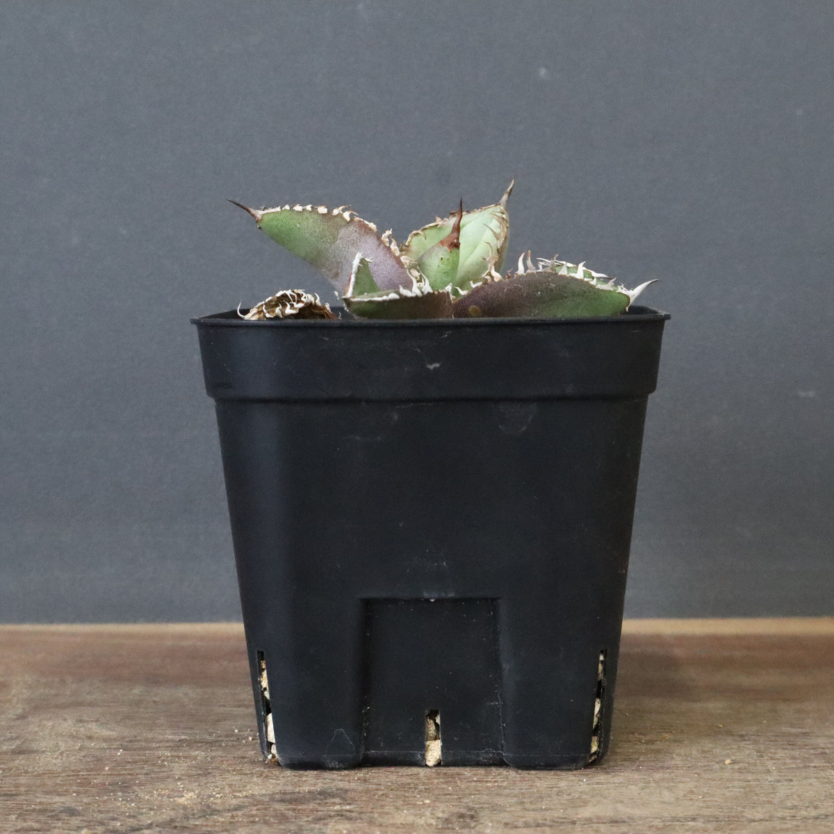 商品 – 39ページ目 – TaiShoDo ONLINE SHOP