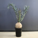 エンセファラルトス ホリダス 89　　