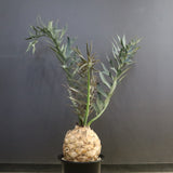 エンセファラルトス ホリダス 89　　