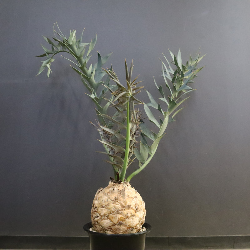 エンセファラルトス ホリダス 89　　