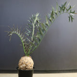 エンセファラルトス ホリダス 89　　