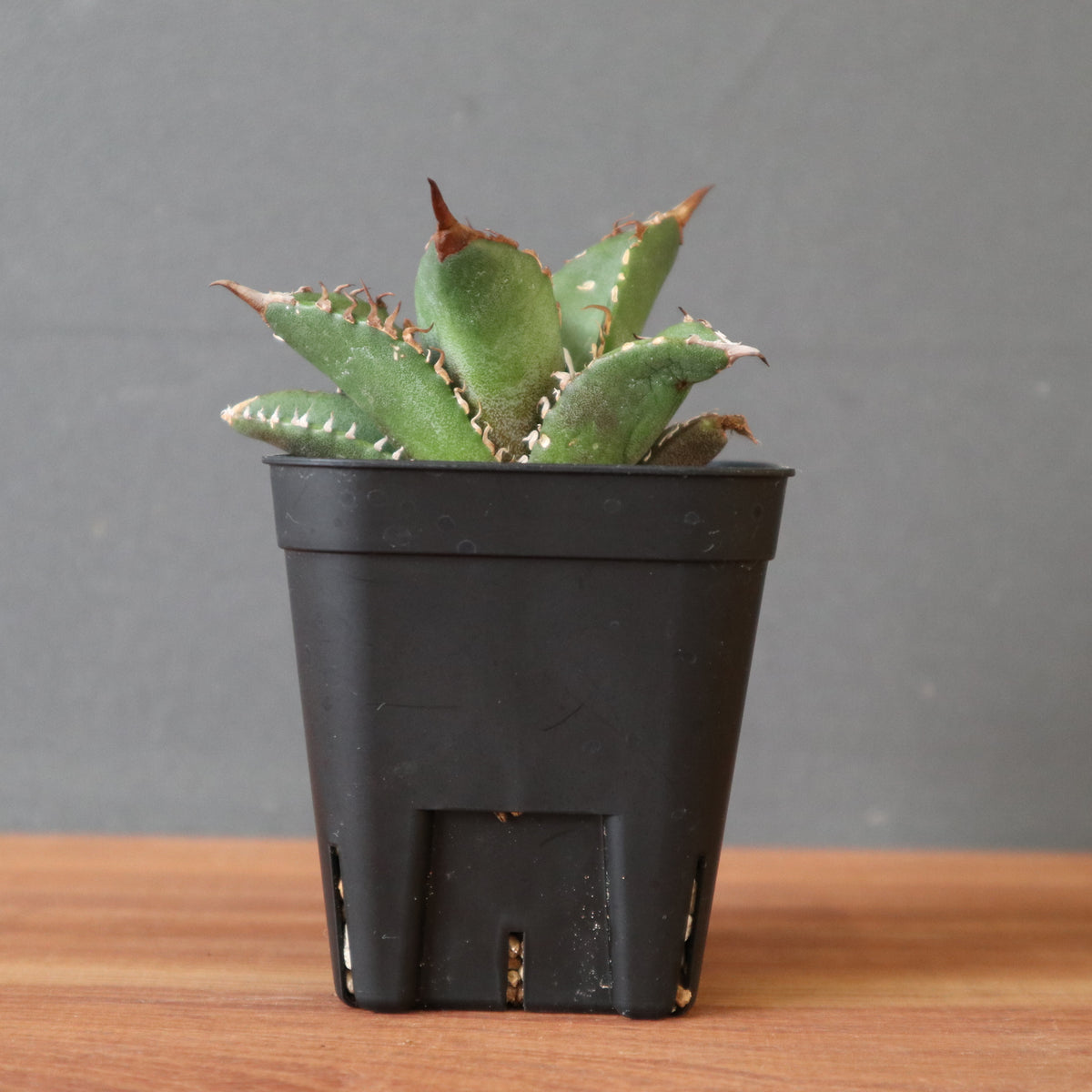 ベアルート – TaiShoDo ONLINE SHOP