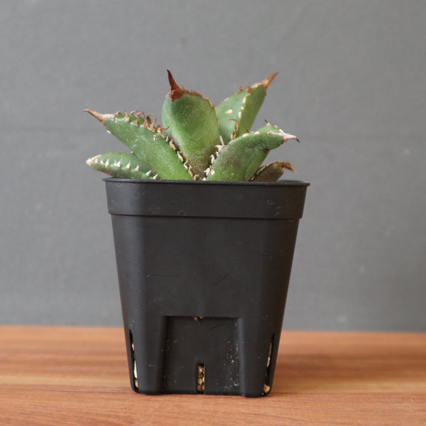 ベアルート – TaiShoDo ONLINE SHOP