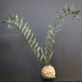 エンセファラルトス ホリダス 89　　