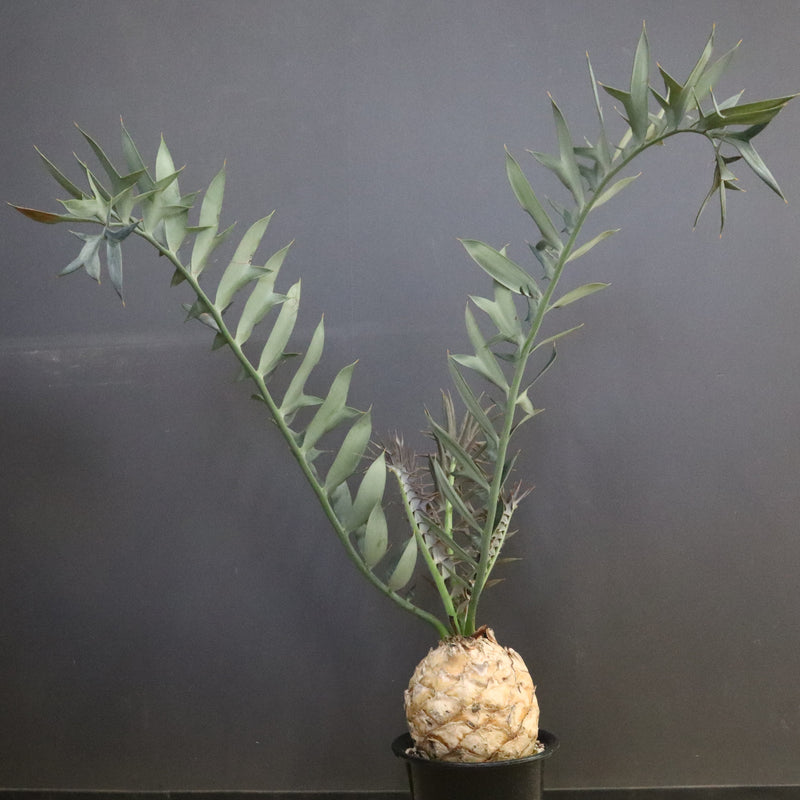 エンセファラルトス ホリダス 89　　