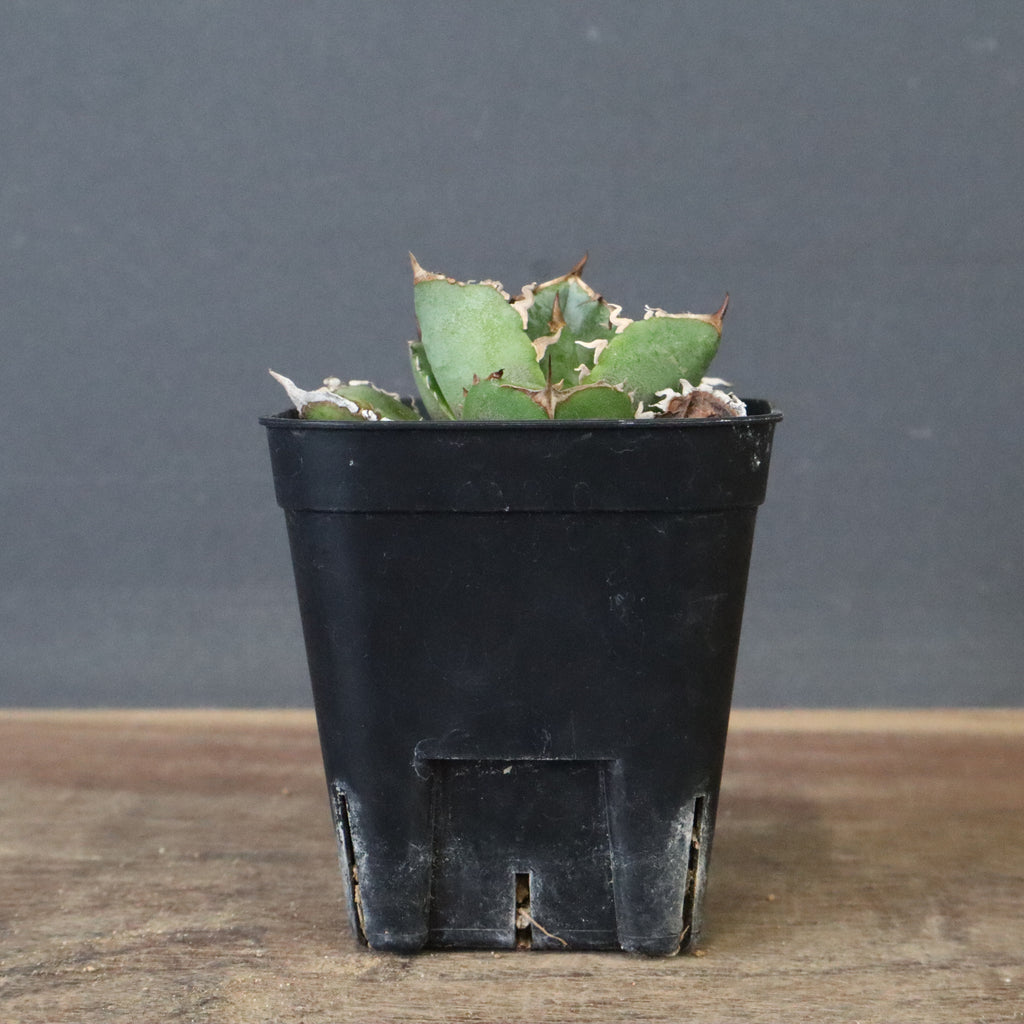 DRAGON AGAVE】アガベ CJ9 EC1254 – TaiShoDo ONLINE SHOP