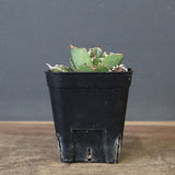 【DRAGON AGAVE】アガベ  CJ9   EC1254