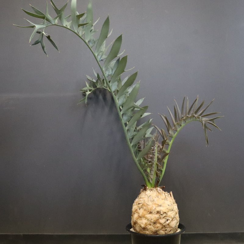 エンセファラルトス ホリダス 89　　